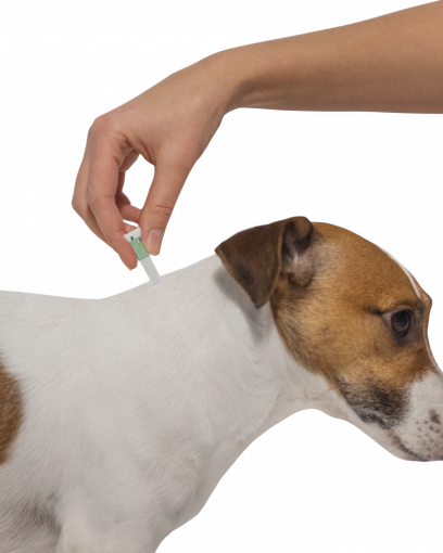 Адвантейдж капли инсектицидные для собак до 4 кг (4 пипетки)