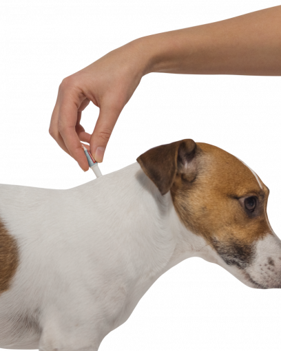 Адвантейдж капли инсектицидные для собак 4-10 кг (4 пипетки)