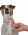 Килтикс ошейник инсектицидный для собак мелких, 35 см
