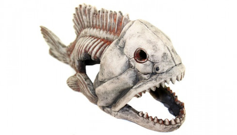 Грот "Декси" -  Скелет рыбы №904