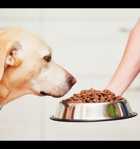 Как выбрать корм для собаки?