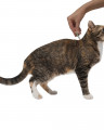 Профендер капли для кошек весом от 0,5-2,5 кг (2 пипетки)