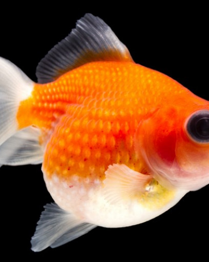 Золотая Жемчужинка рыбка